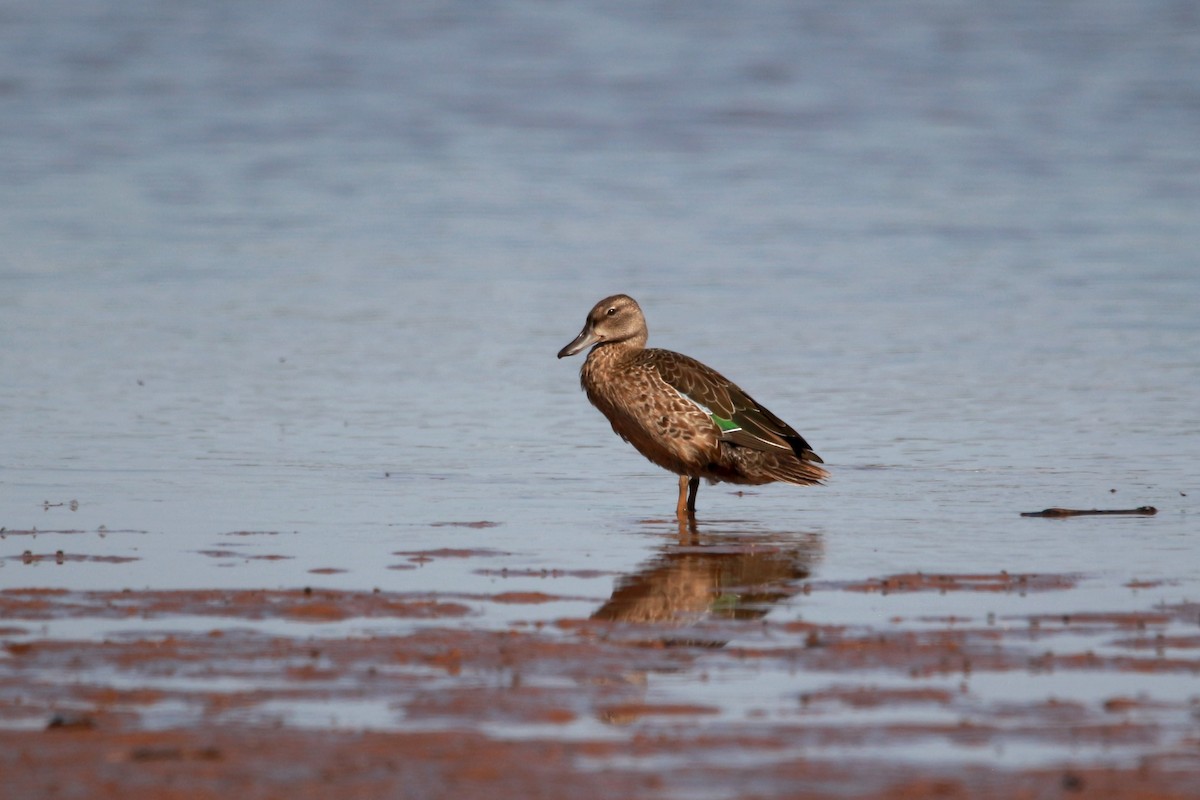 Blue-winged Teal - ML623509230