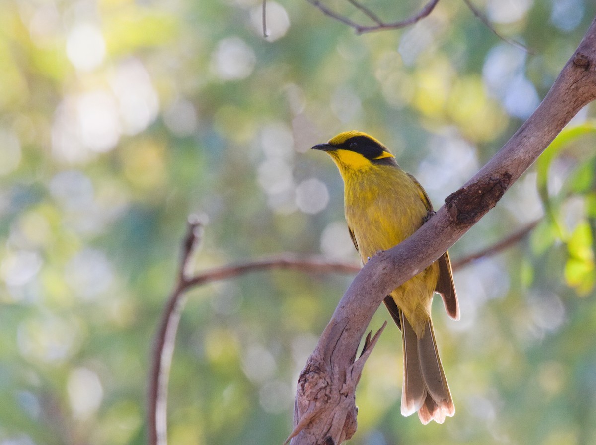 Yellow-tufted Honeyeater - ML623509234