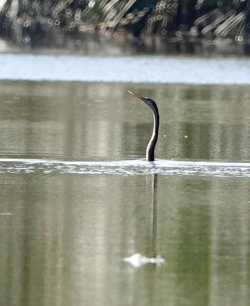 Oriental Darter - ML623509245