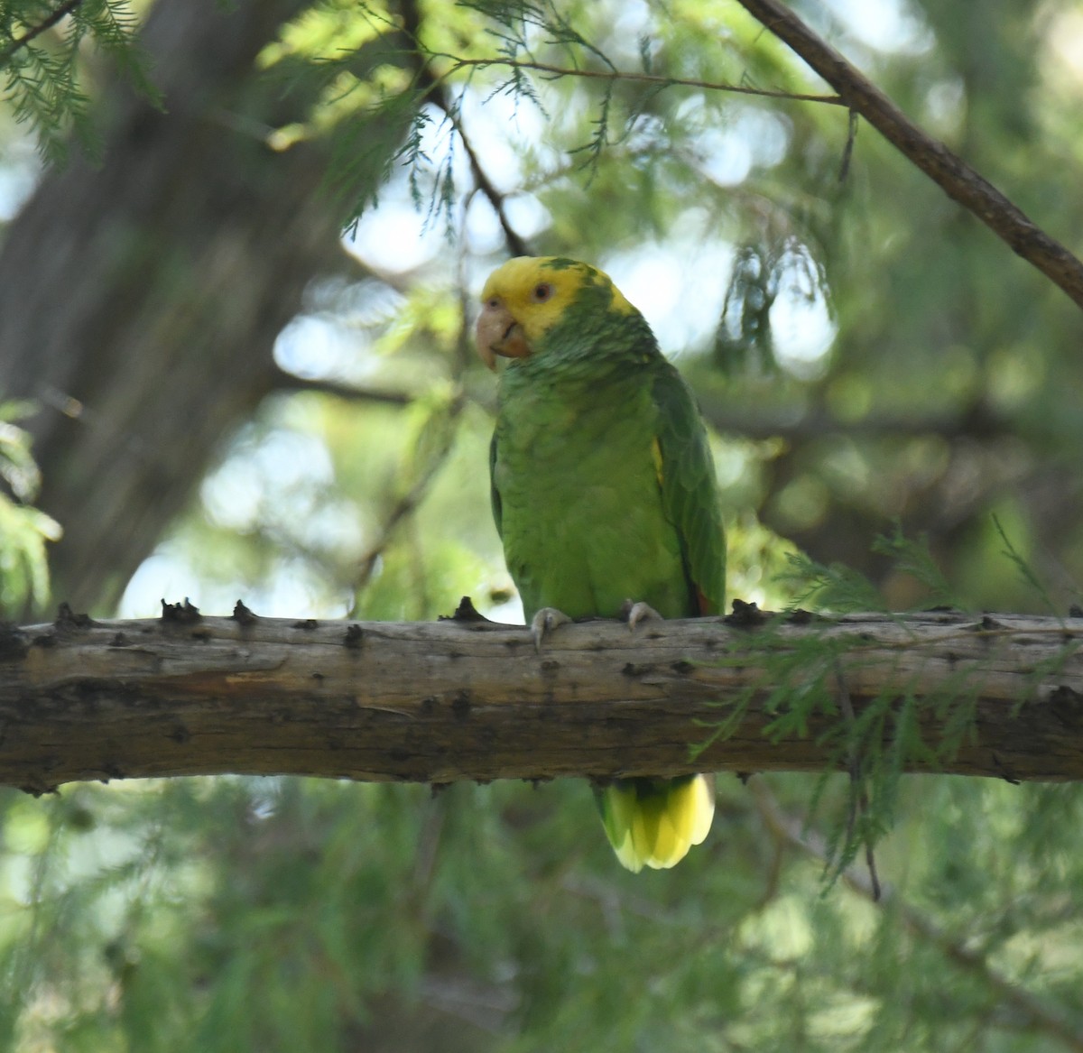 Yellow-headed Parrot - ML623509250