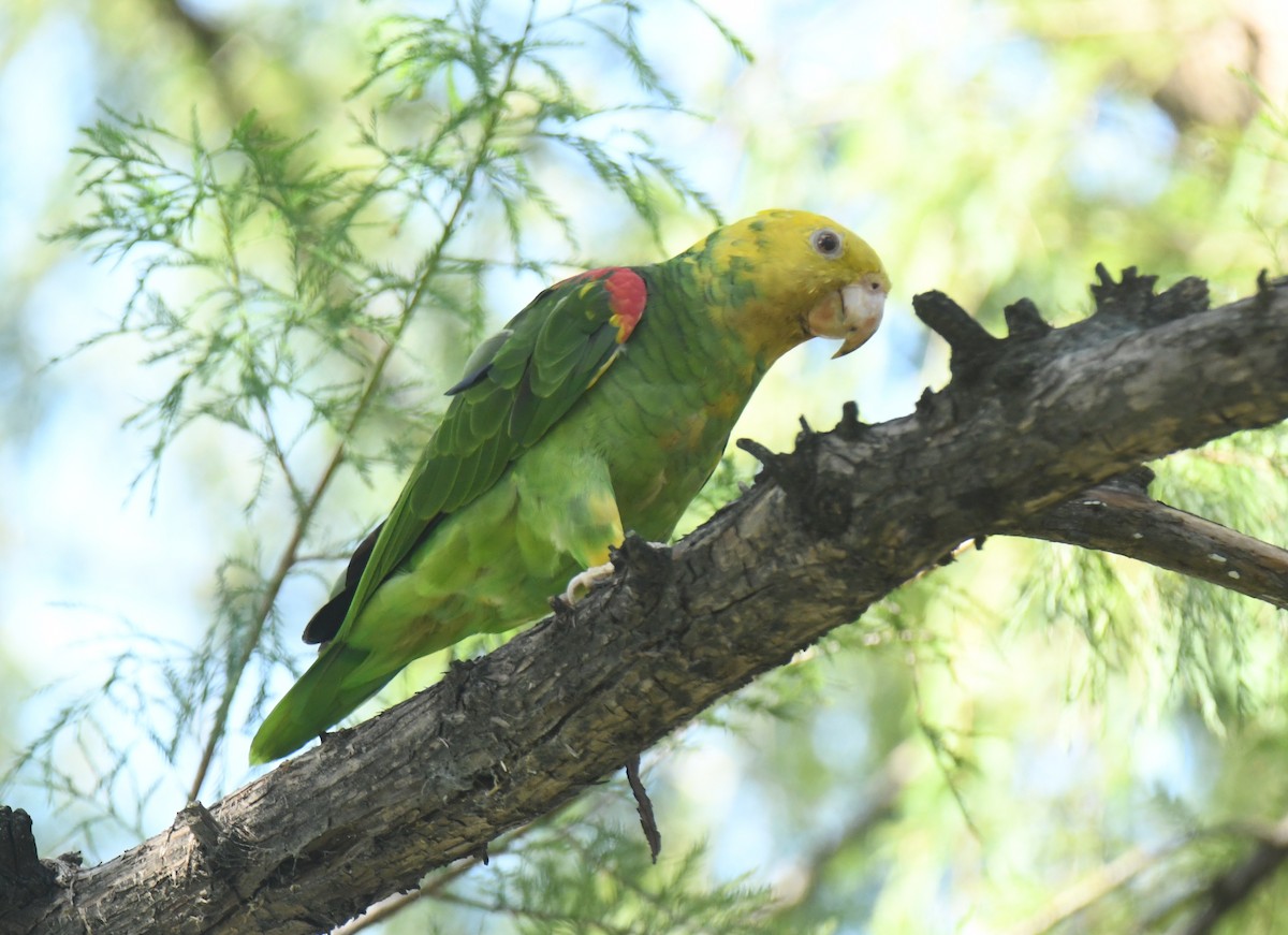 Yellow-headed Parrot - ML623509251