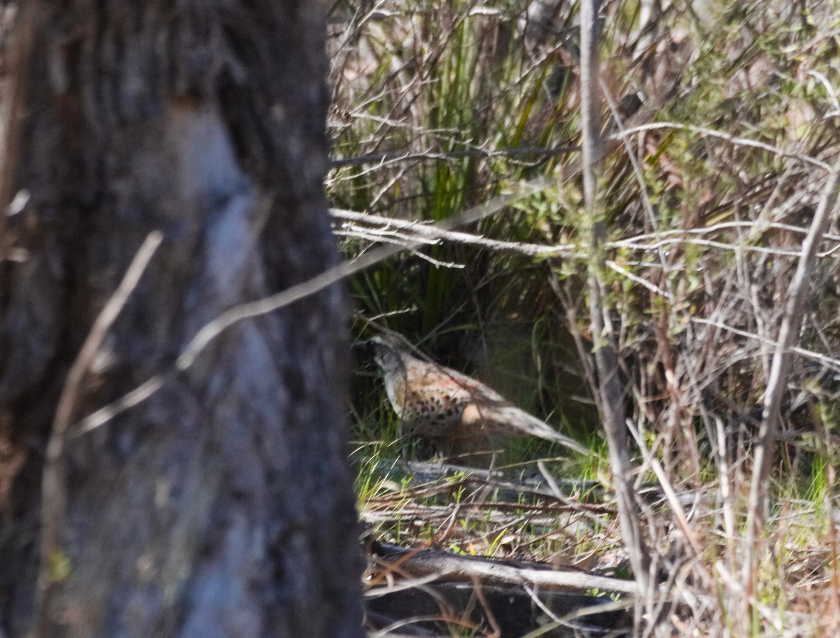 Spotted Quail-thrush - ML623509263