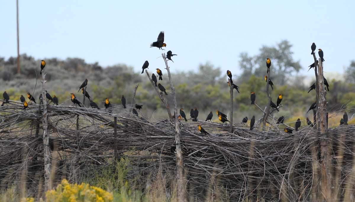 Yellow-headed Blackbird - ML623509302