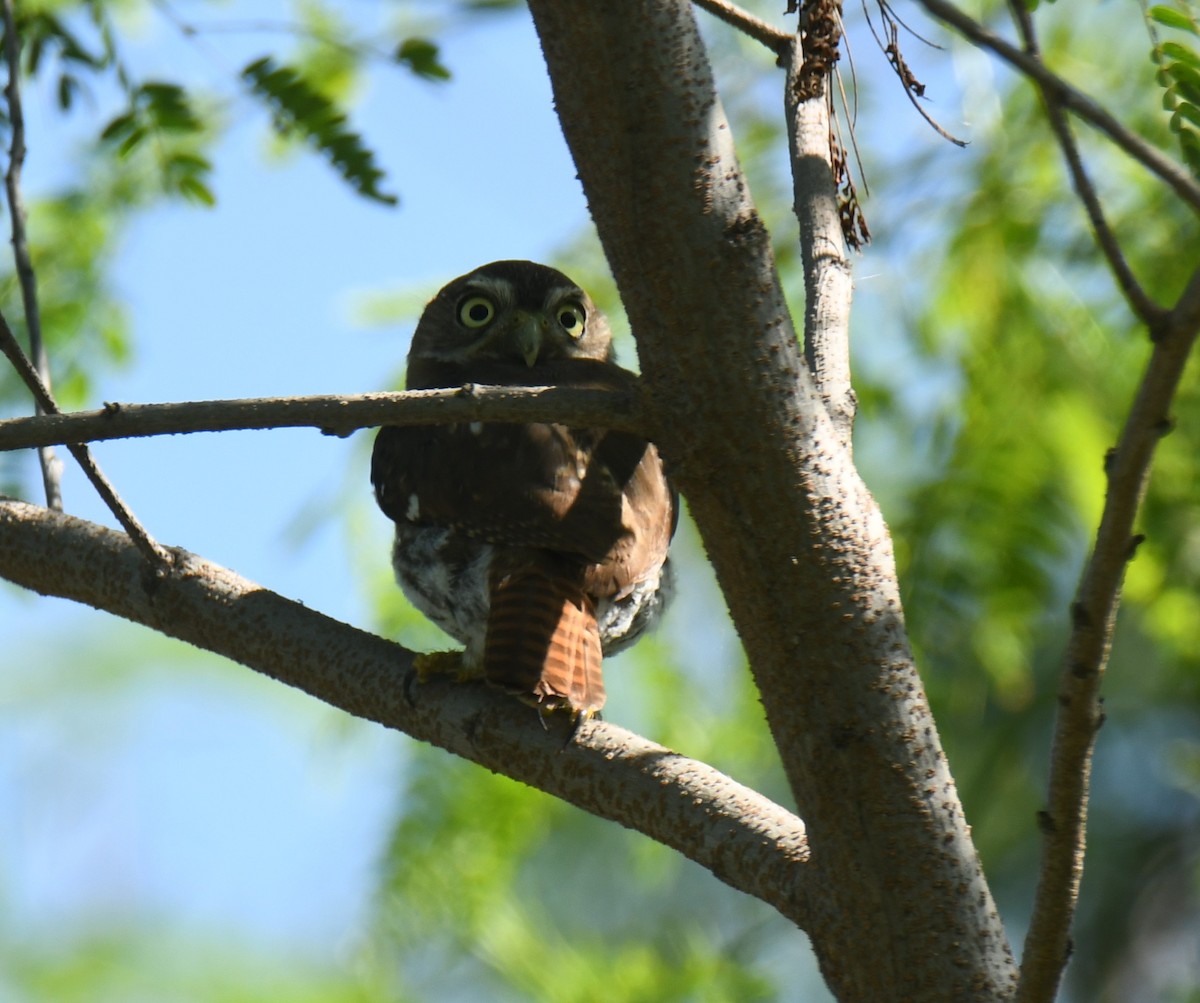 Ferruginous Pygmy-Owl - Leonardo Guzmán (Kingfisher Birdwatching Nuevo León)