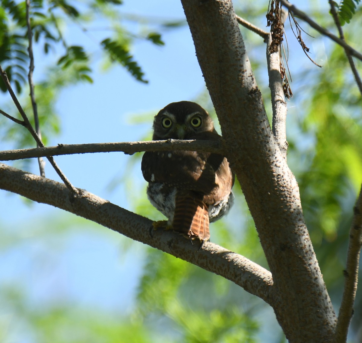 Ferruginous Pygmy-Owl - ML623509304