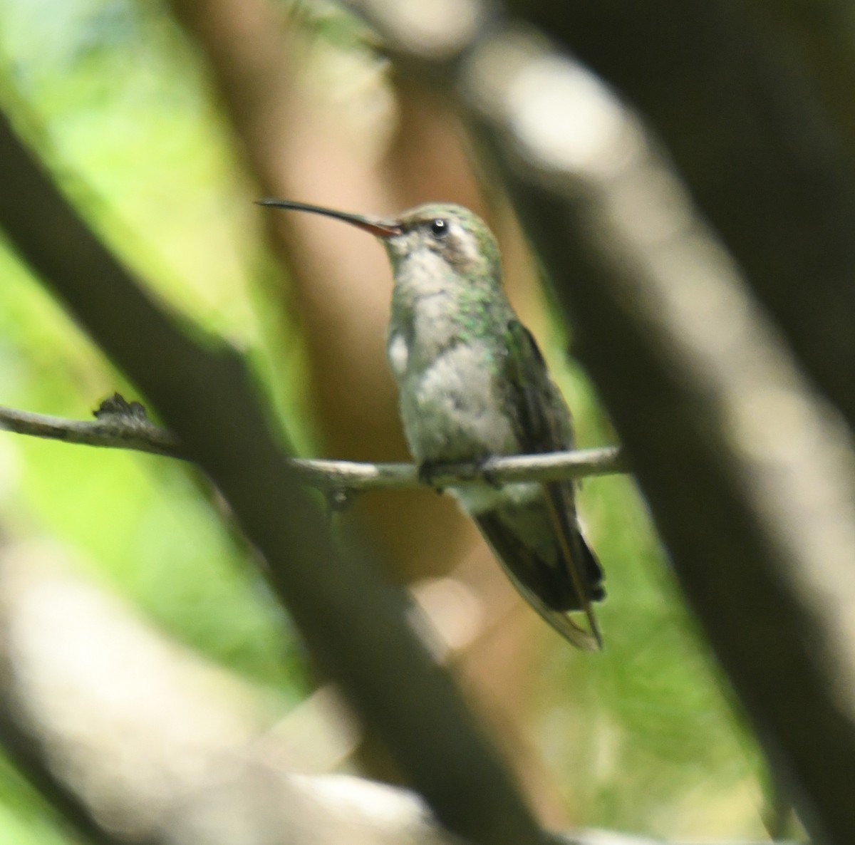 Broad-billed Hummingbird - ML623509307