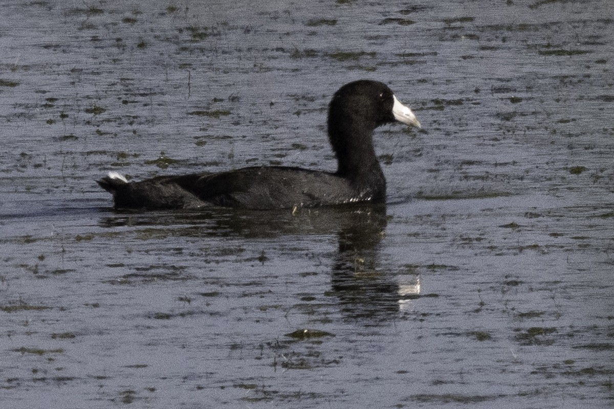 American Coot (Red-shielded) - ML623509333