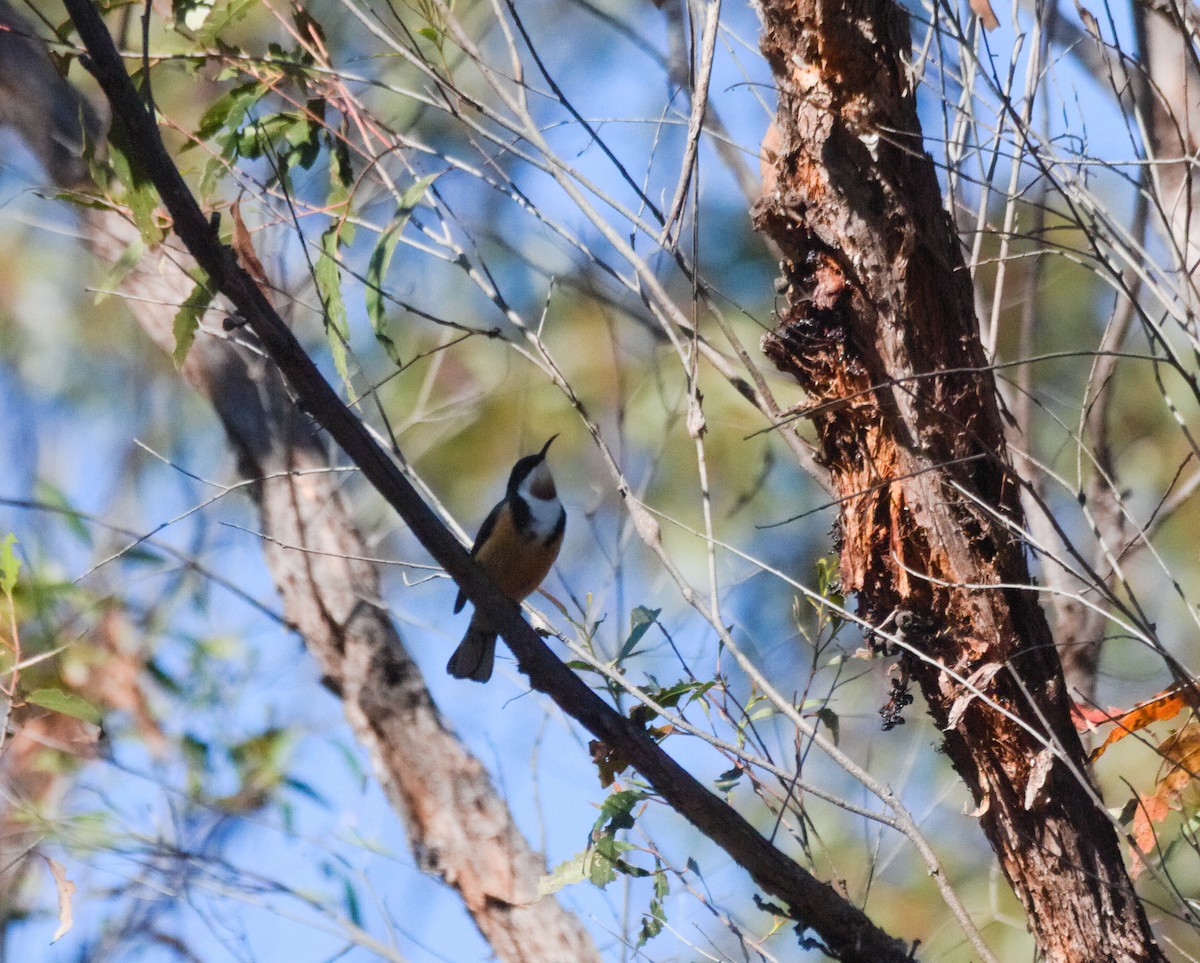 Eastern Spinebill - ML623509334