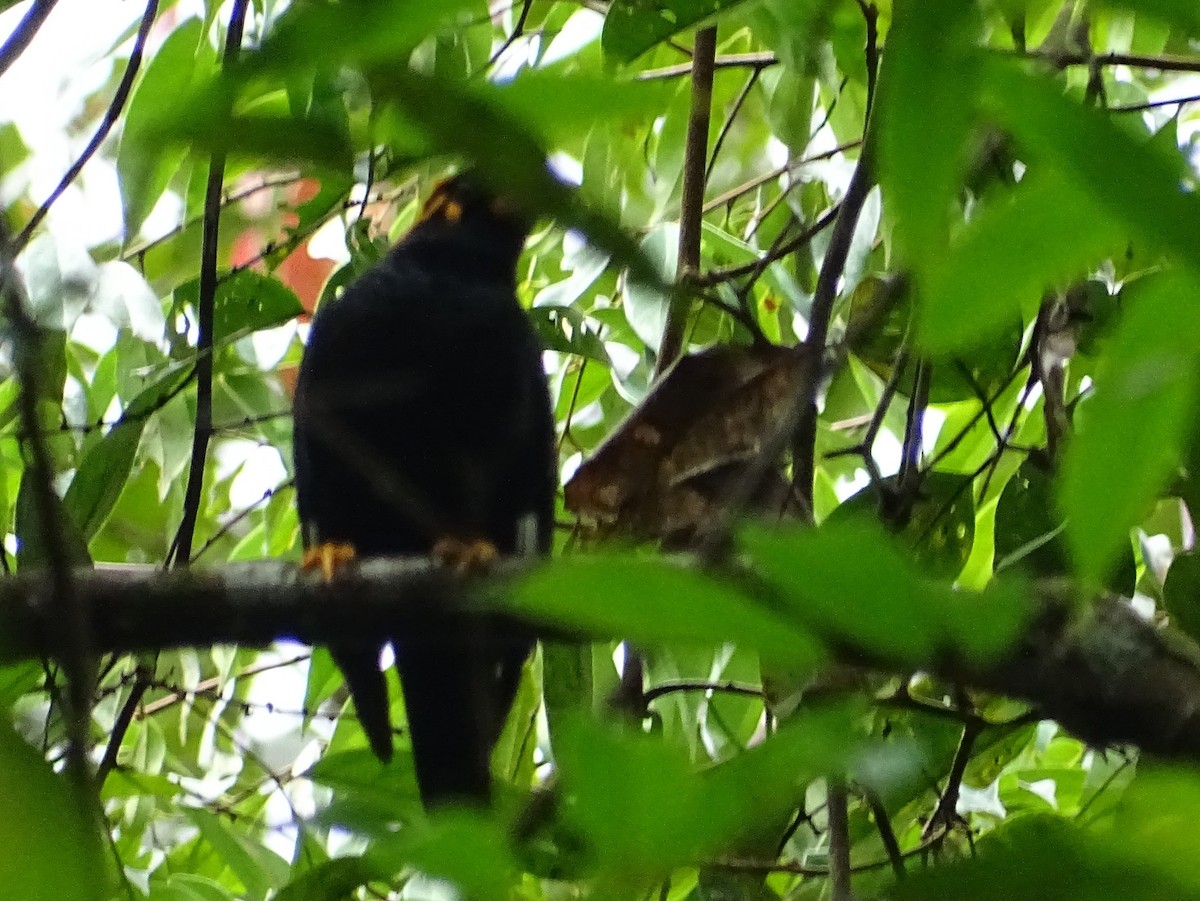 Sri Lanka Myna - ML623509390