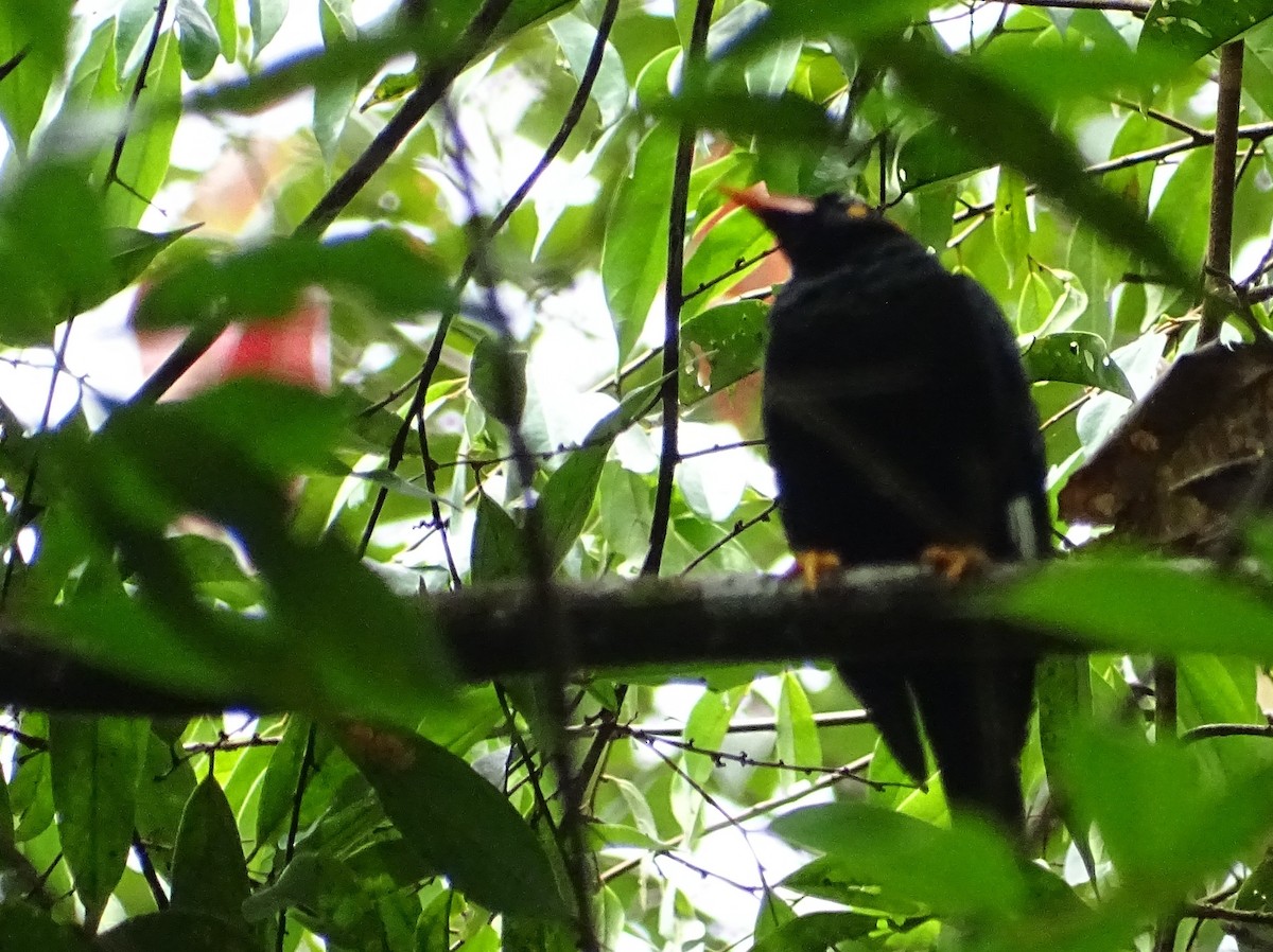 Sri Lanka Myna - ML623509391