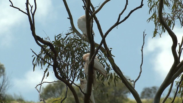 Little Corella - ML623509395
