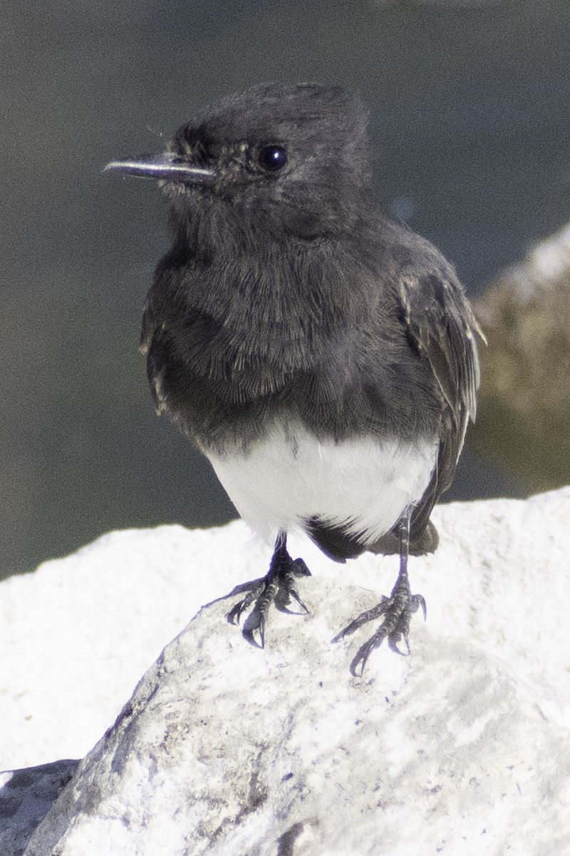 Чёрный фиби [группа nigricans] - ML623509415