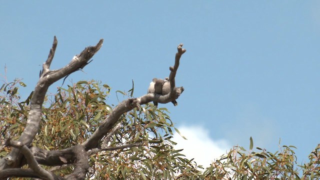 Black-faced Woodswallow - ML623509416