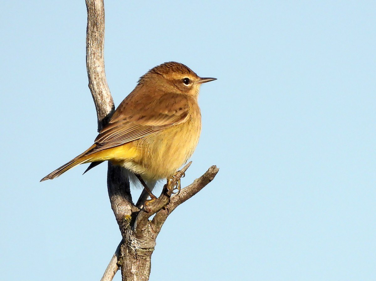 Palm Warbler - ML623509421