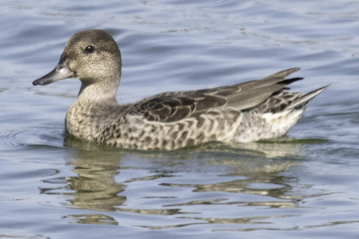 小水鴨(carolinensis) - ML623509449