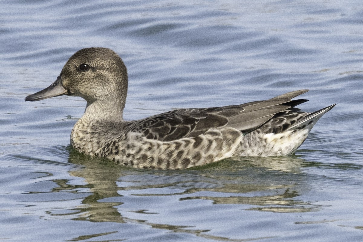 小水鴨(carolinensis) - ML623509454