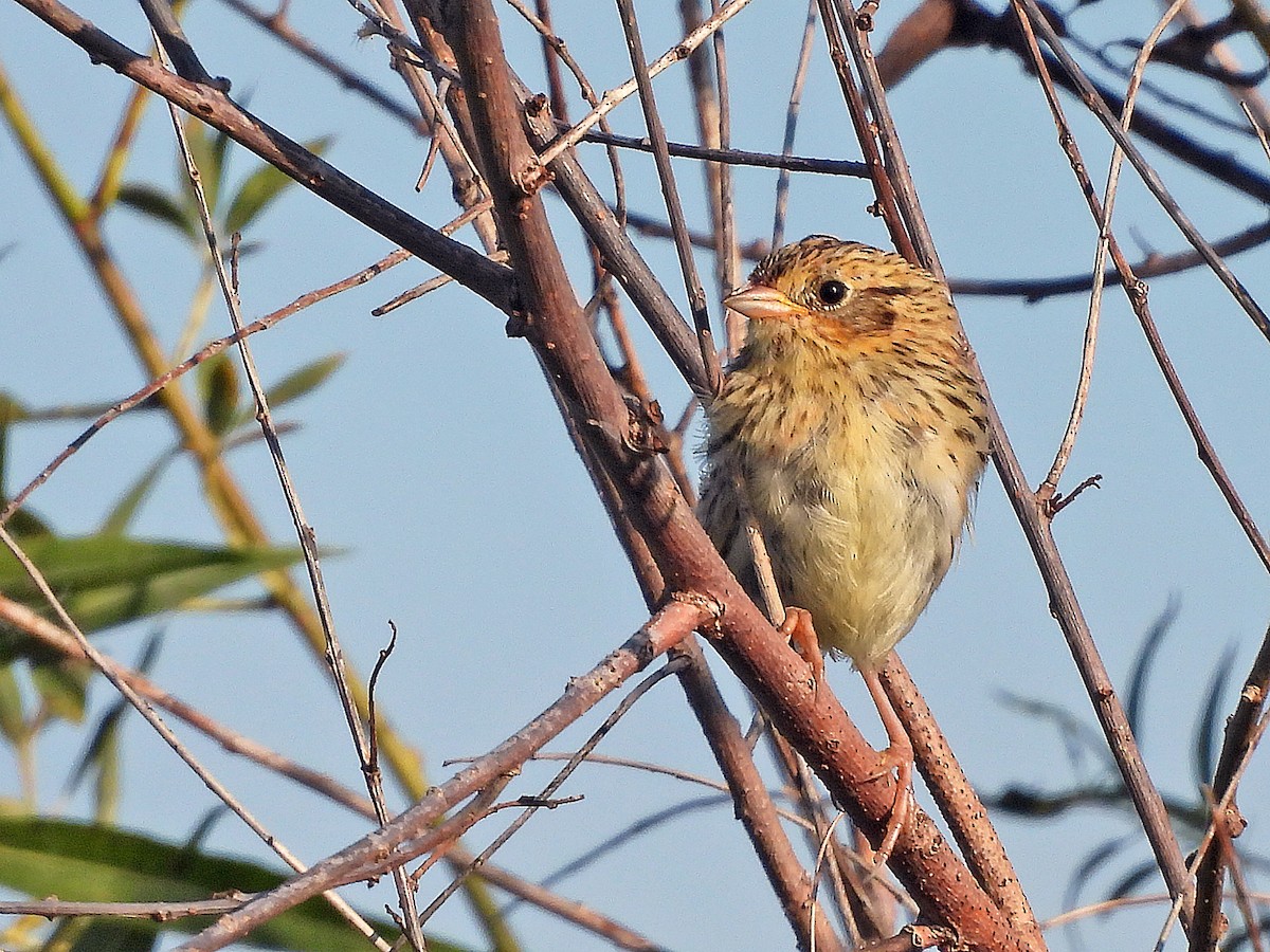 LeConte's Sparrow - ML623509517