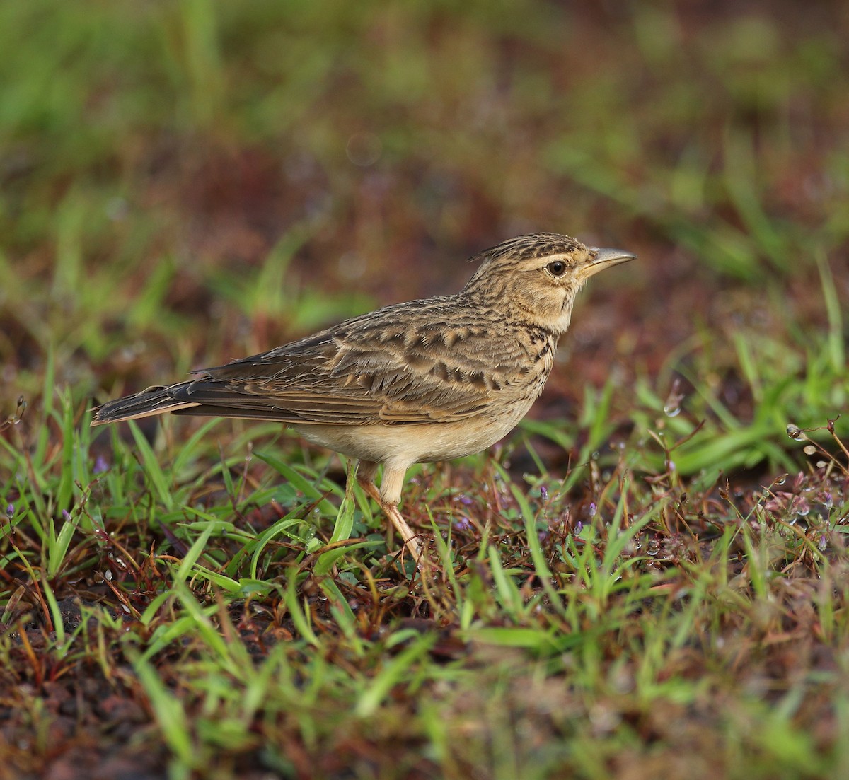 Malabar Lark - ML623509543