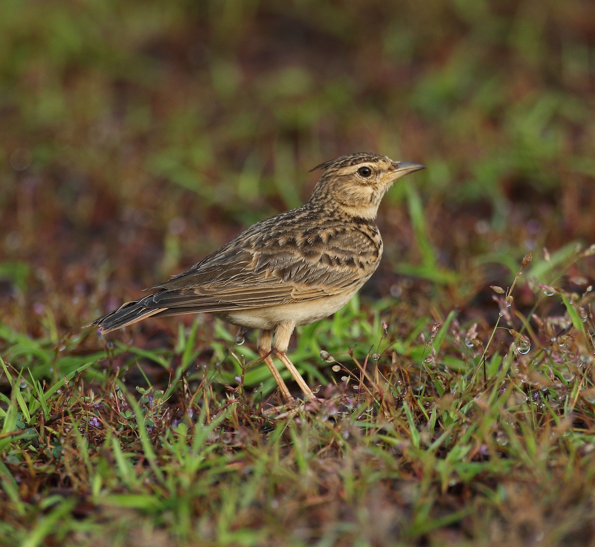 Malabar Lark - ML623509544