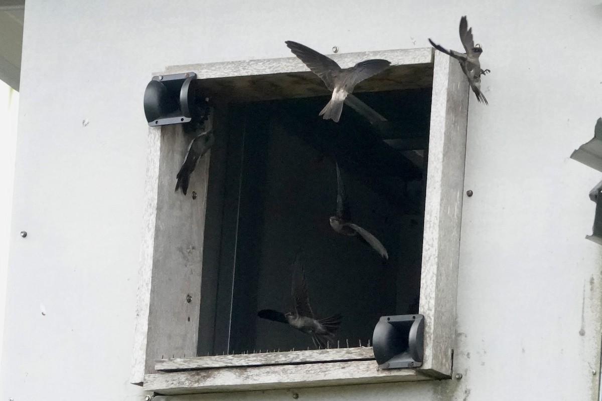 White-nest Swiftlet - ML623509612