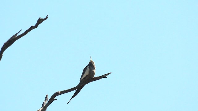 Cockatiel - ML623509614