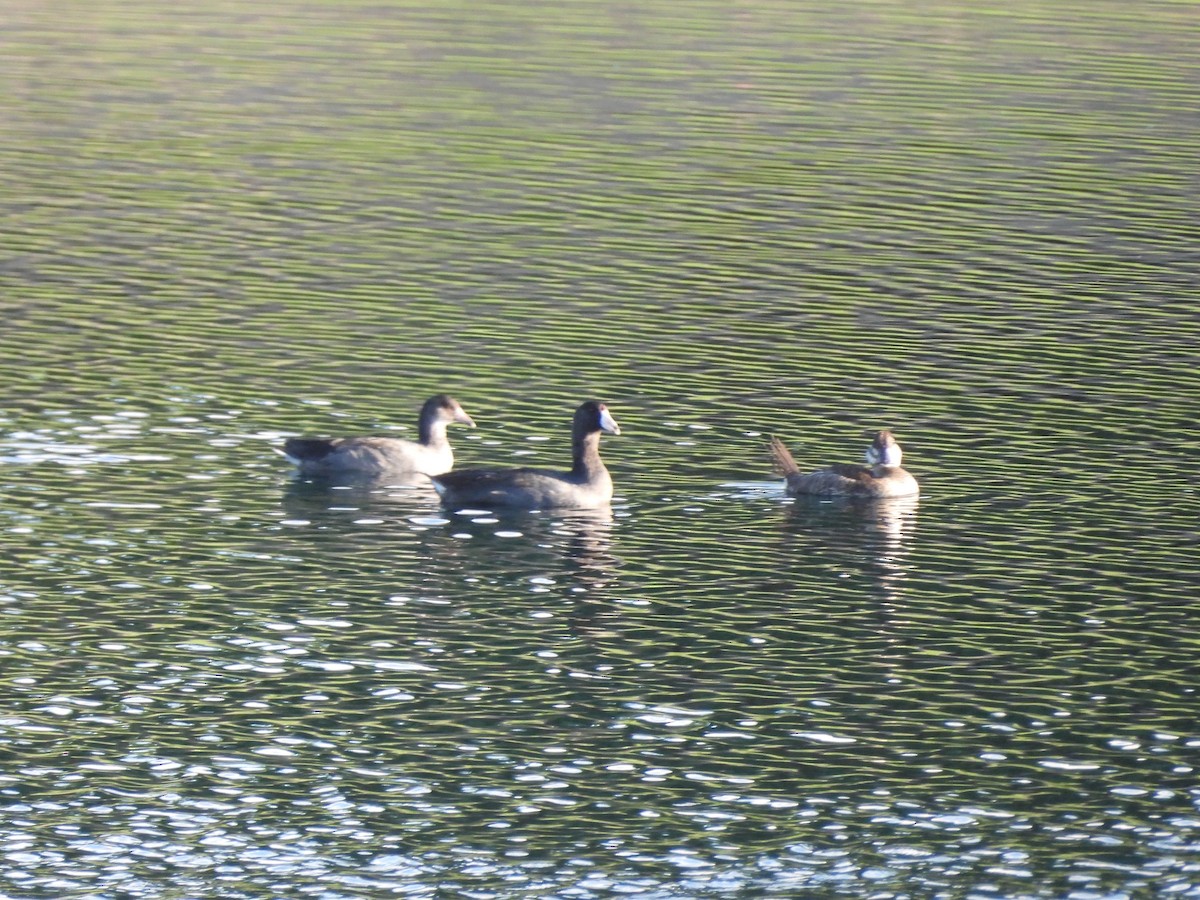 Ruddy Duck - ML623509616