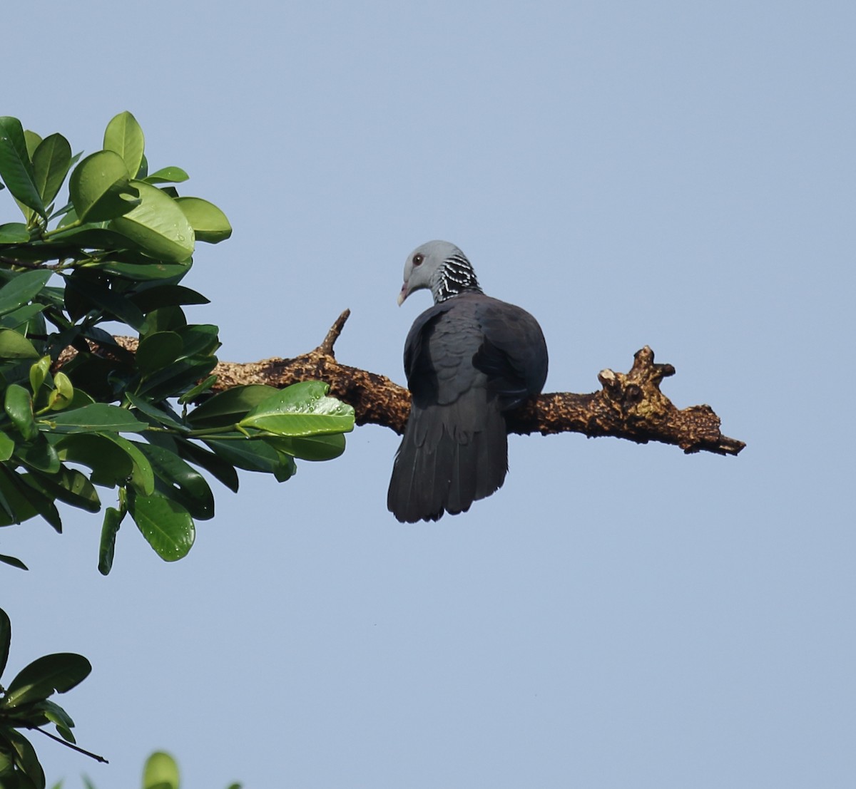 Nilgiri Wood-Pigeon - ML623509625