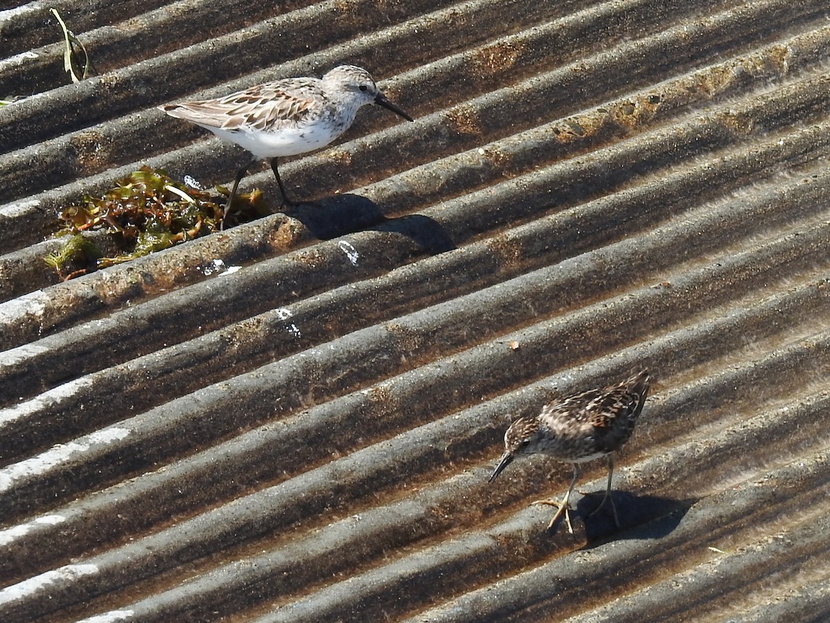 Western Sandpiper - ML623509635