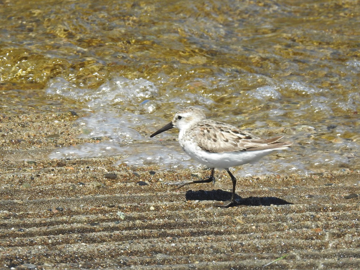 Western Sandpiper - ML623509636