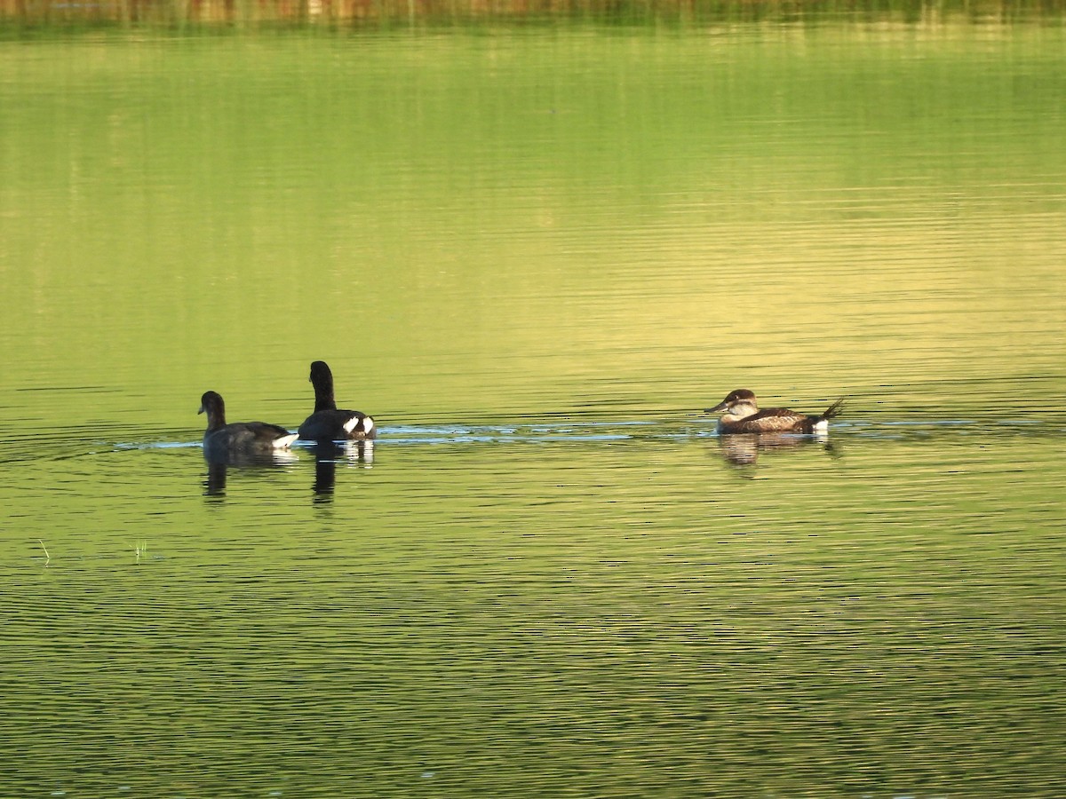 Ruddy Duck - ML623509647