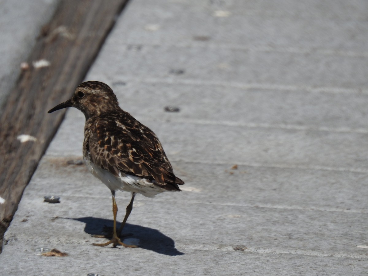 Least Sandpiper - ML623509655