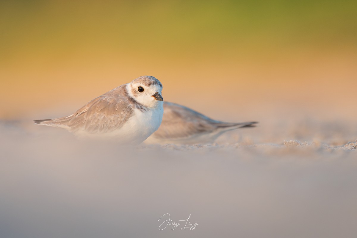 Piping Plover - ML623509695