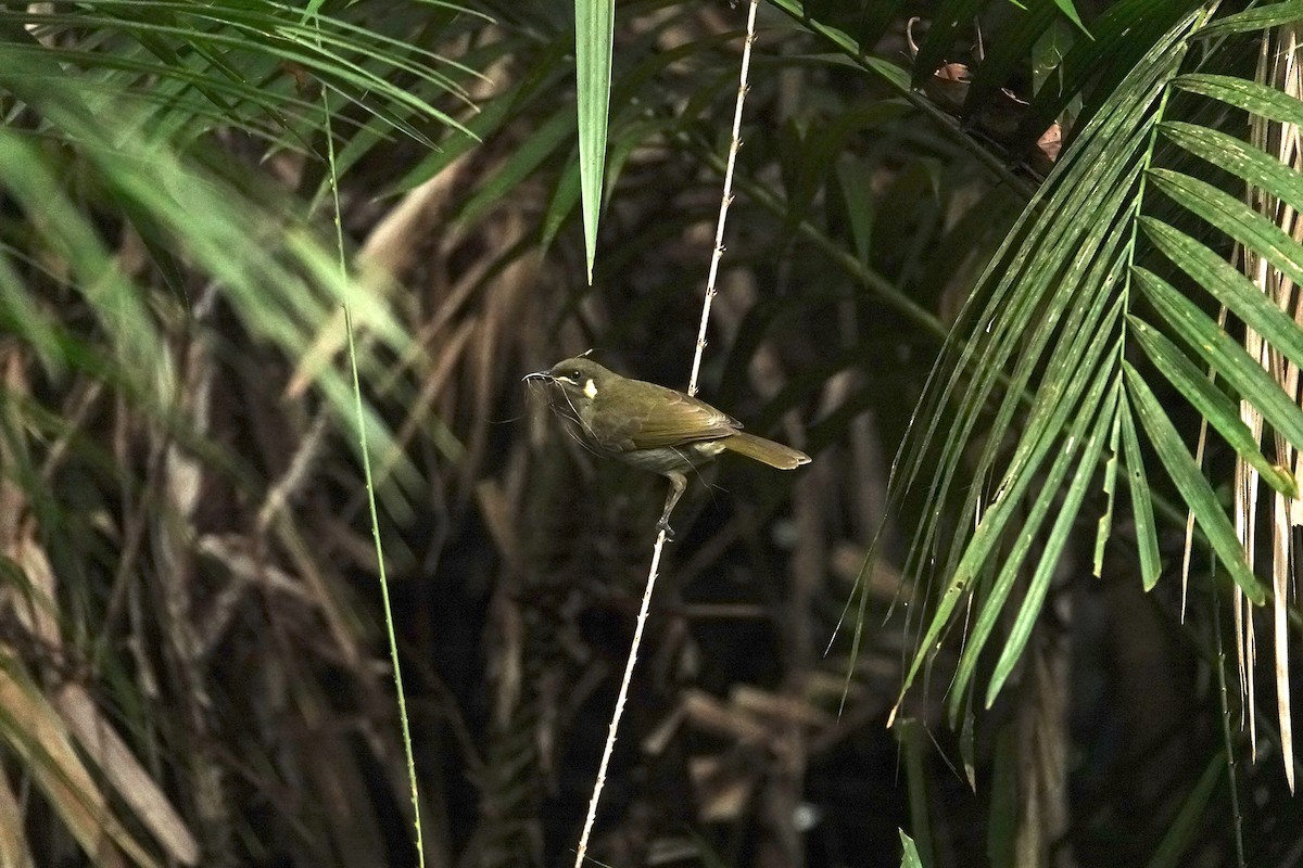 Yellow-spotted Honeyeater - ML623509729