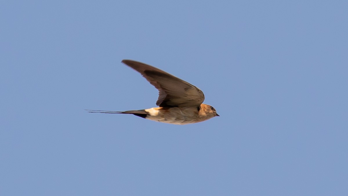 Red-rumped Swallow - ML623509764