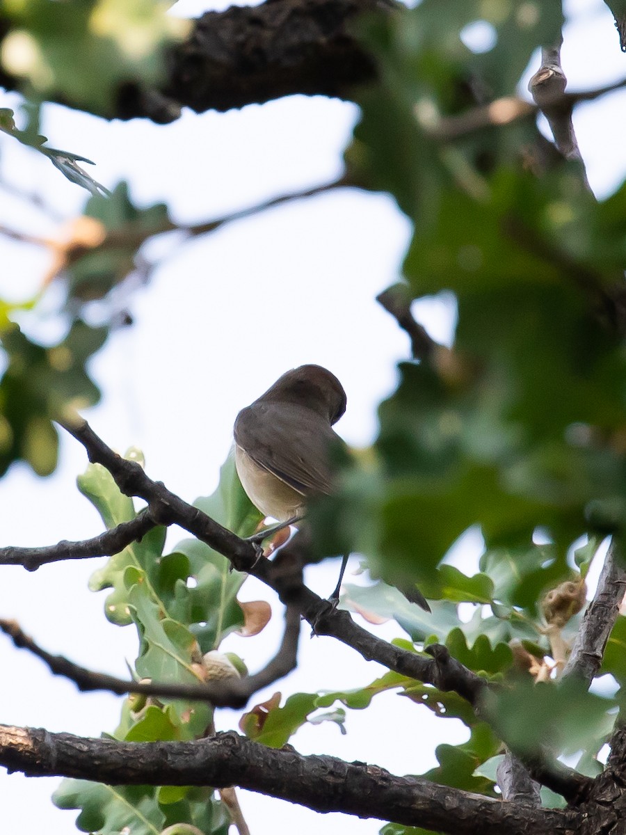 Eurasian Blackcap - ML623509767