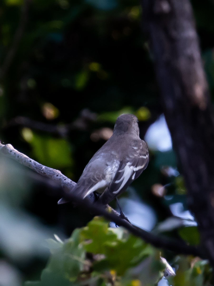 Collared Flycatcher - ML623509769