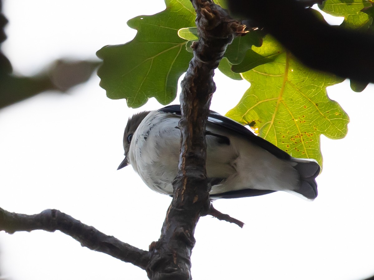 Collared Flycatcher - ML623509770