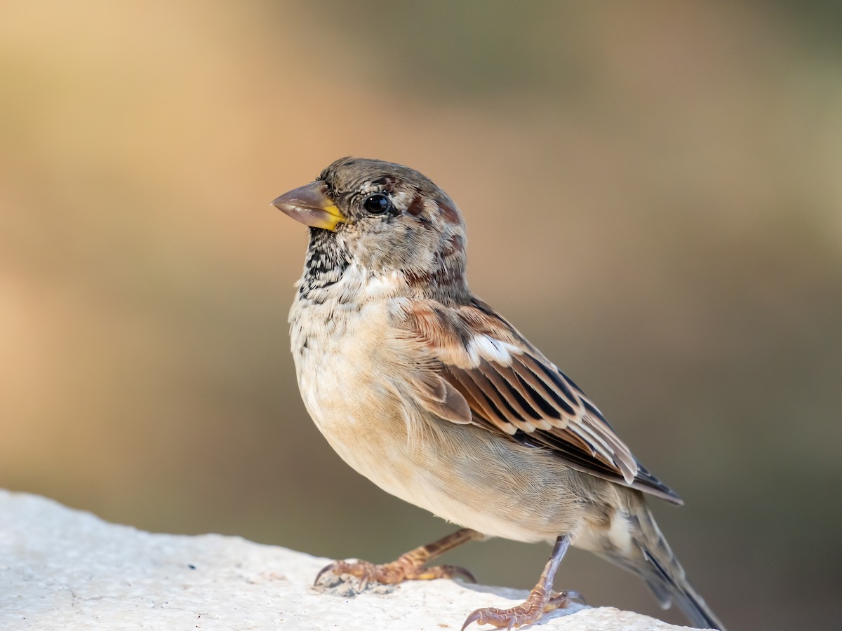 House Sparrow - Milan Martic