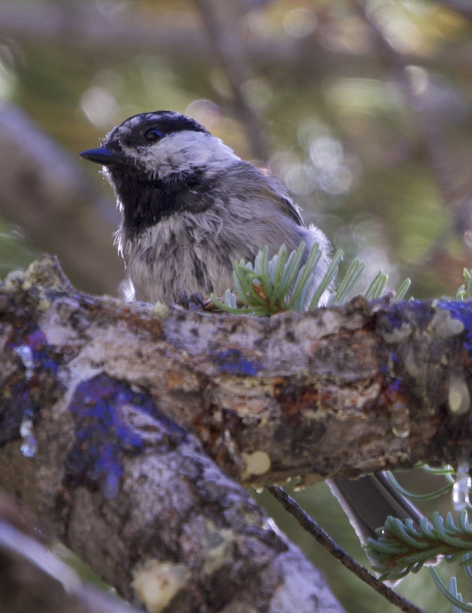 Mountain Chickadee - ML623509779