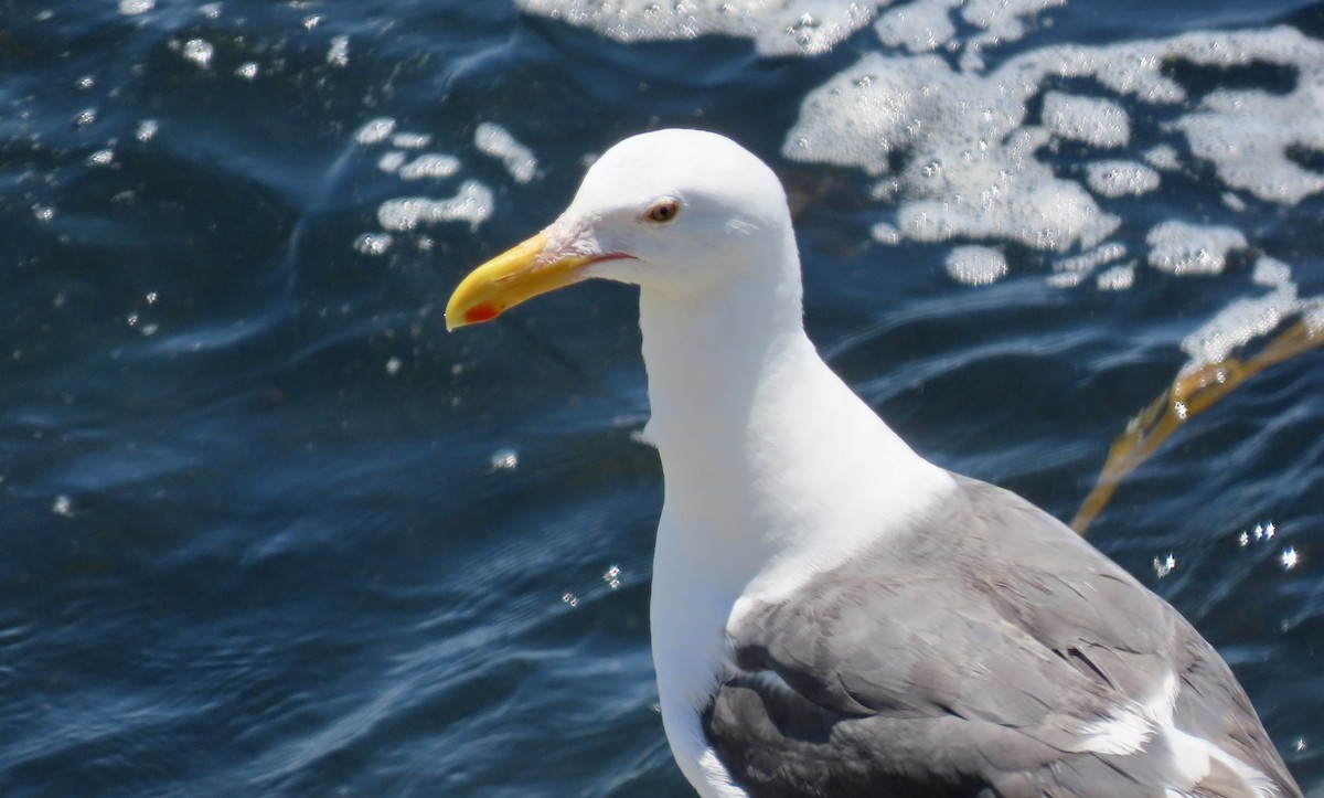 Western Gull - ML623509784