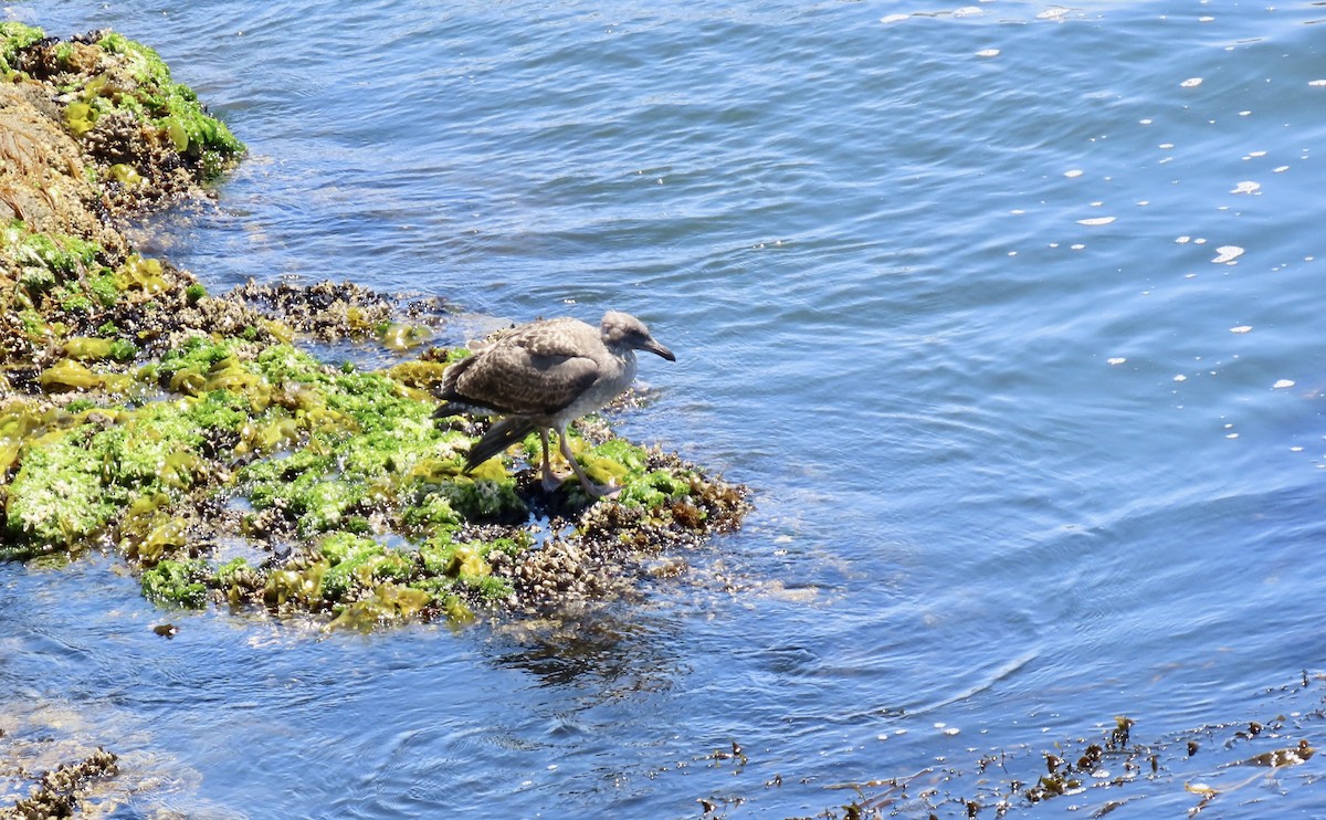 Western Gull - ML623509788