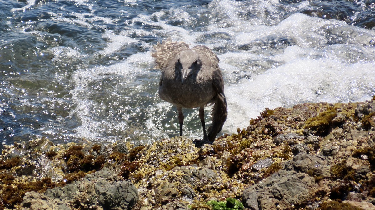 Gaviota Occidental - ML623509789