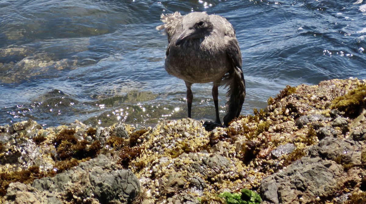 Western Gull - ML623509790