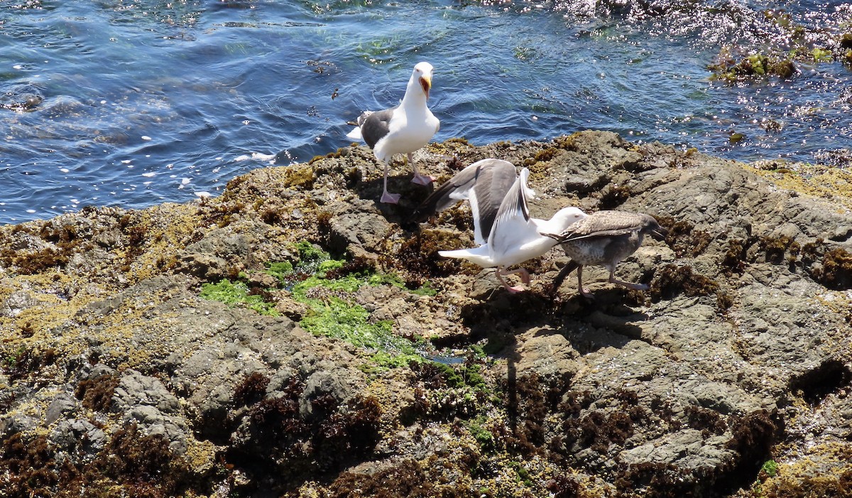 Western Gull - Petra Clayton