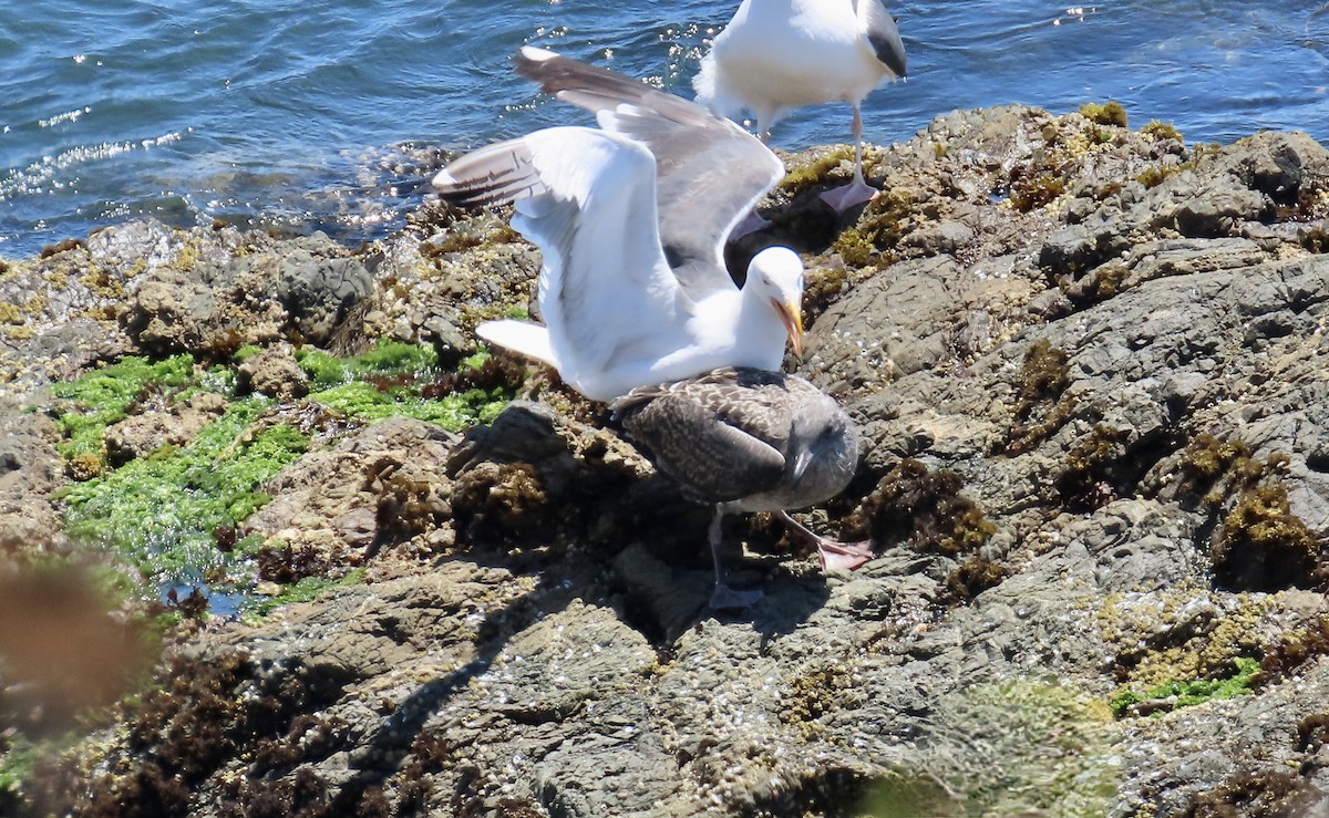 Gaviota Occidental - ML623509795