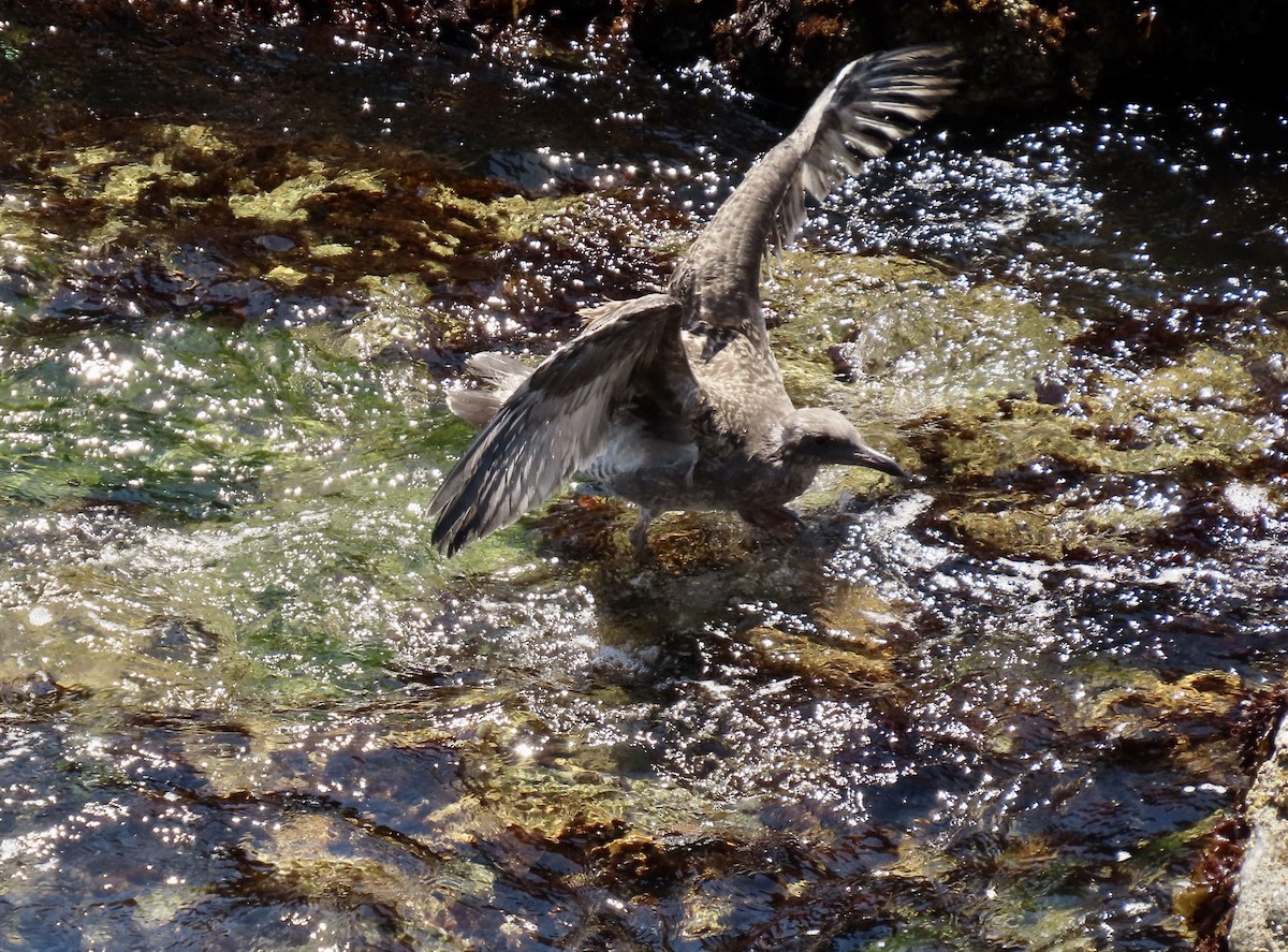 Western Gull - ML623509796