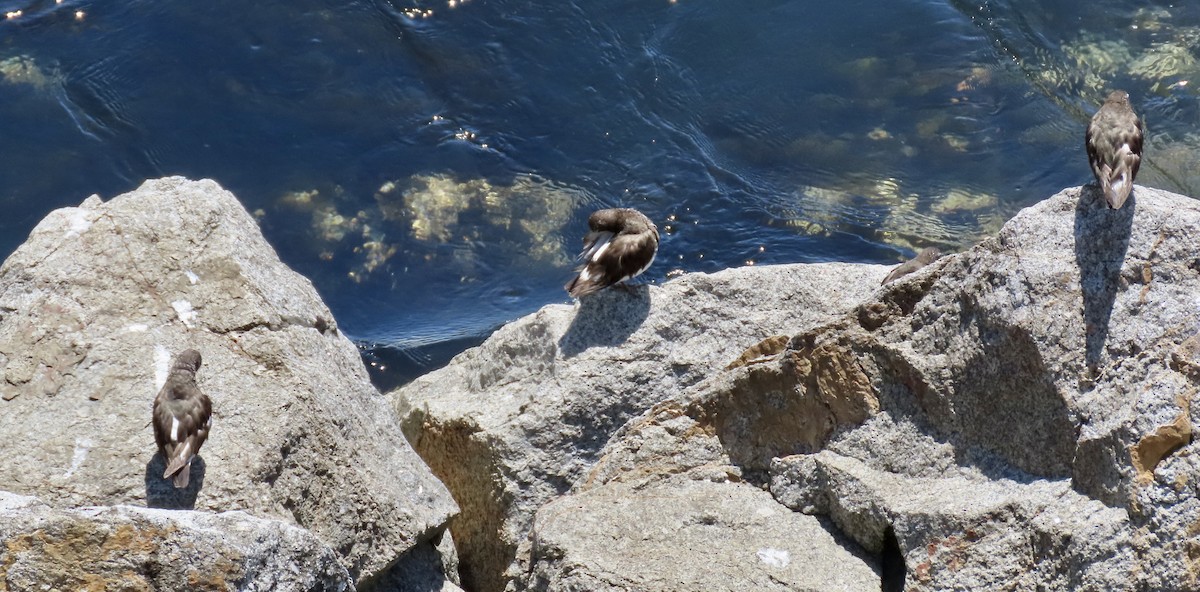 Black Turnstone - ML623509805