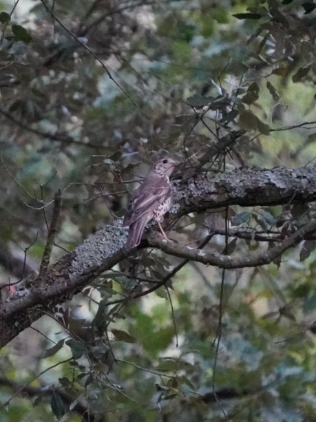 Mistle Thrush - ML623509809