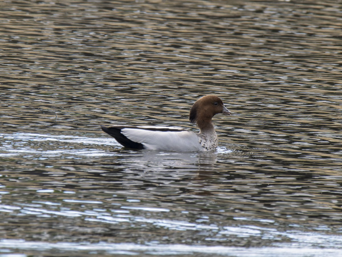 Maned Duck - ML623509813