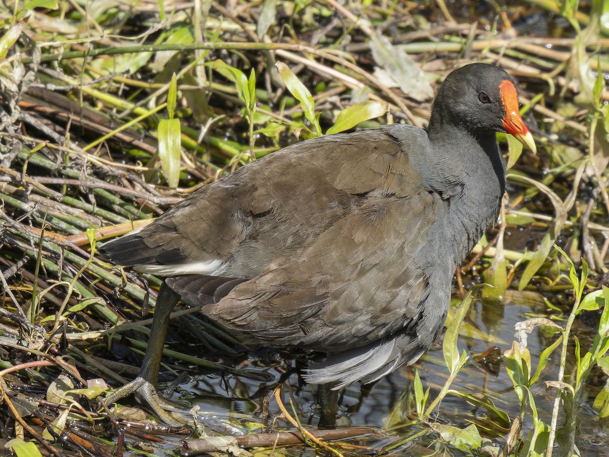 Dusky Moorhen - ML623509882